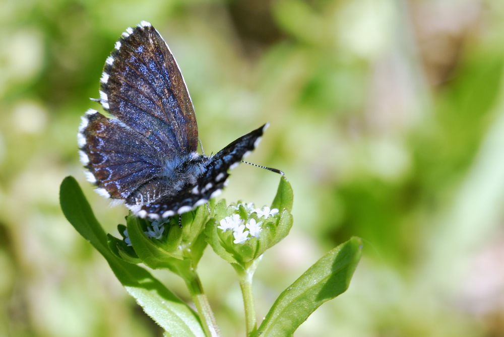 Scolitantides orion